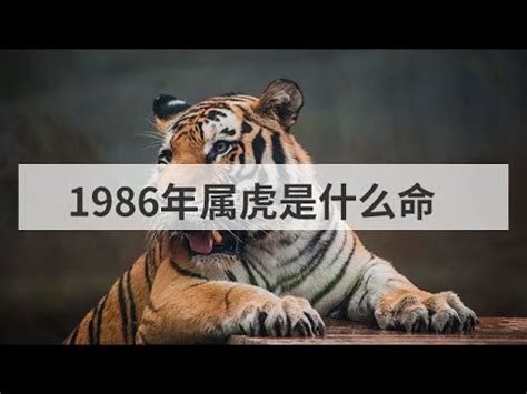 1986年生肖五行|1986年属虎的是什么命，86年出生的虎五行属什么